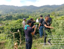 Polres Simalungun Berhasil Ungkap Ladang Ganja di Perladangan Juma Lepar