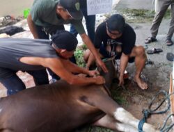 Politeknik STMI Jakarta Menyambut Amanah Kurban dengan Antusias