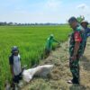 Babinsa Sawit Bersama Petani Galakkan Gropyokan Hama Tikus untuk Tingkatkan Hasil Panen